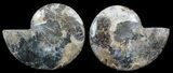 Polished Ammonite Pair - Agatized #51746-1